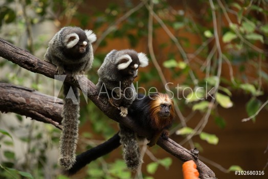 Picture of Golden Headed Lion Tamarin And Common Marmoset